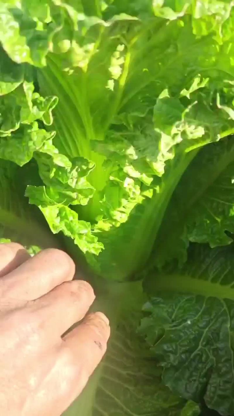 正宗山地秋绿质量非常好
