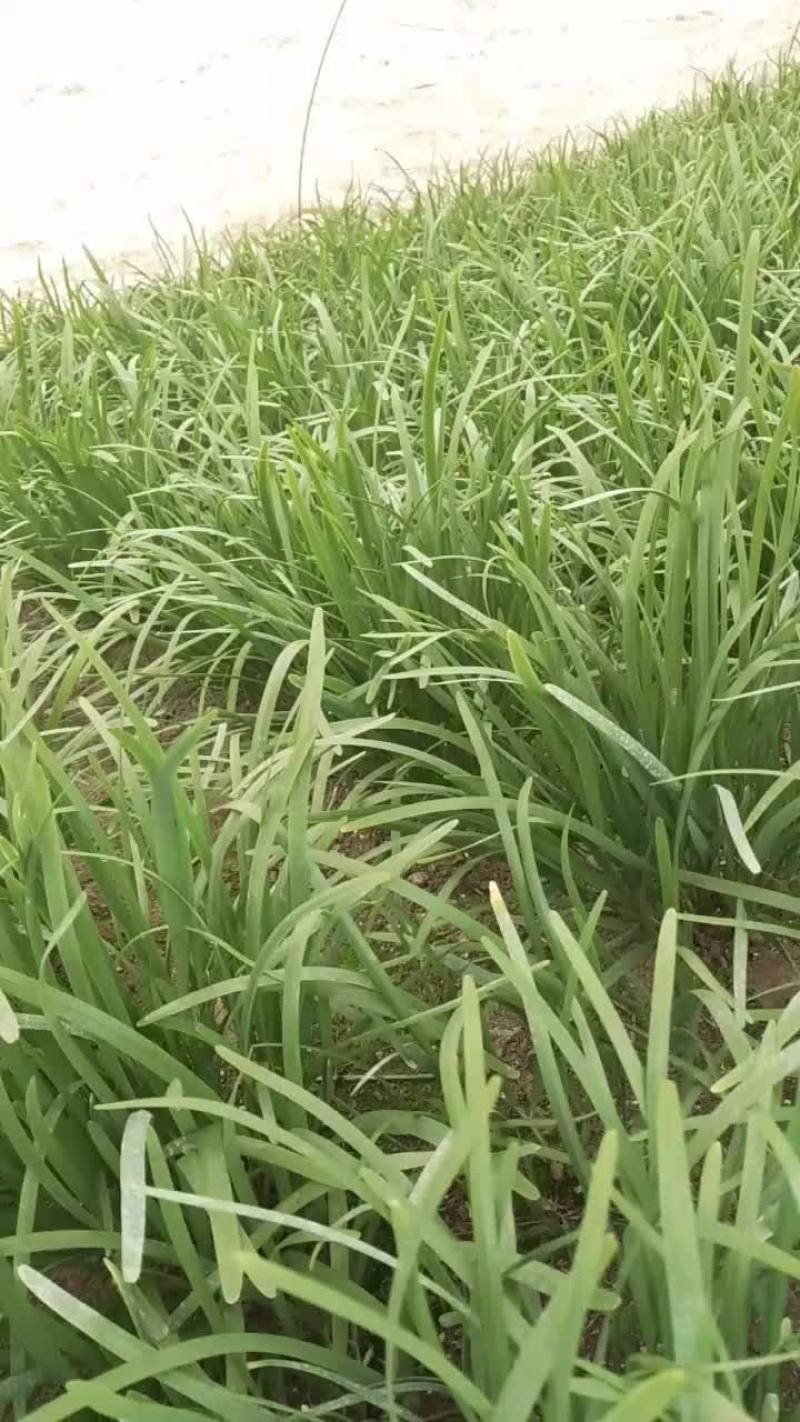 韭菜