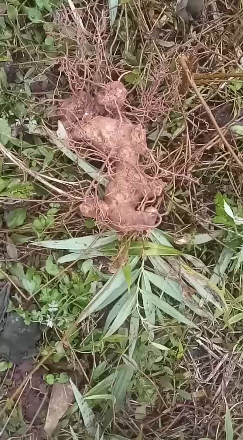 黄姜