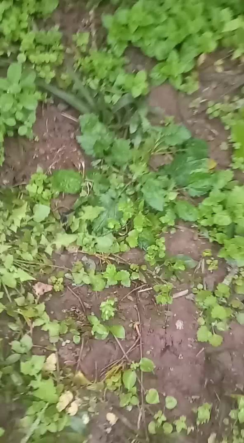 黄姜