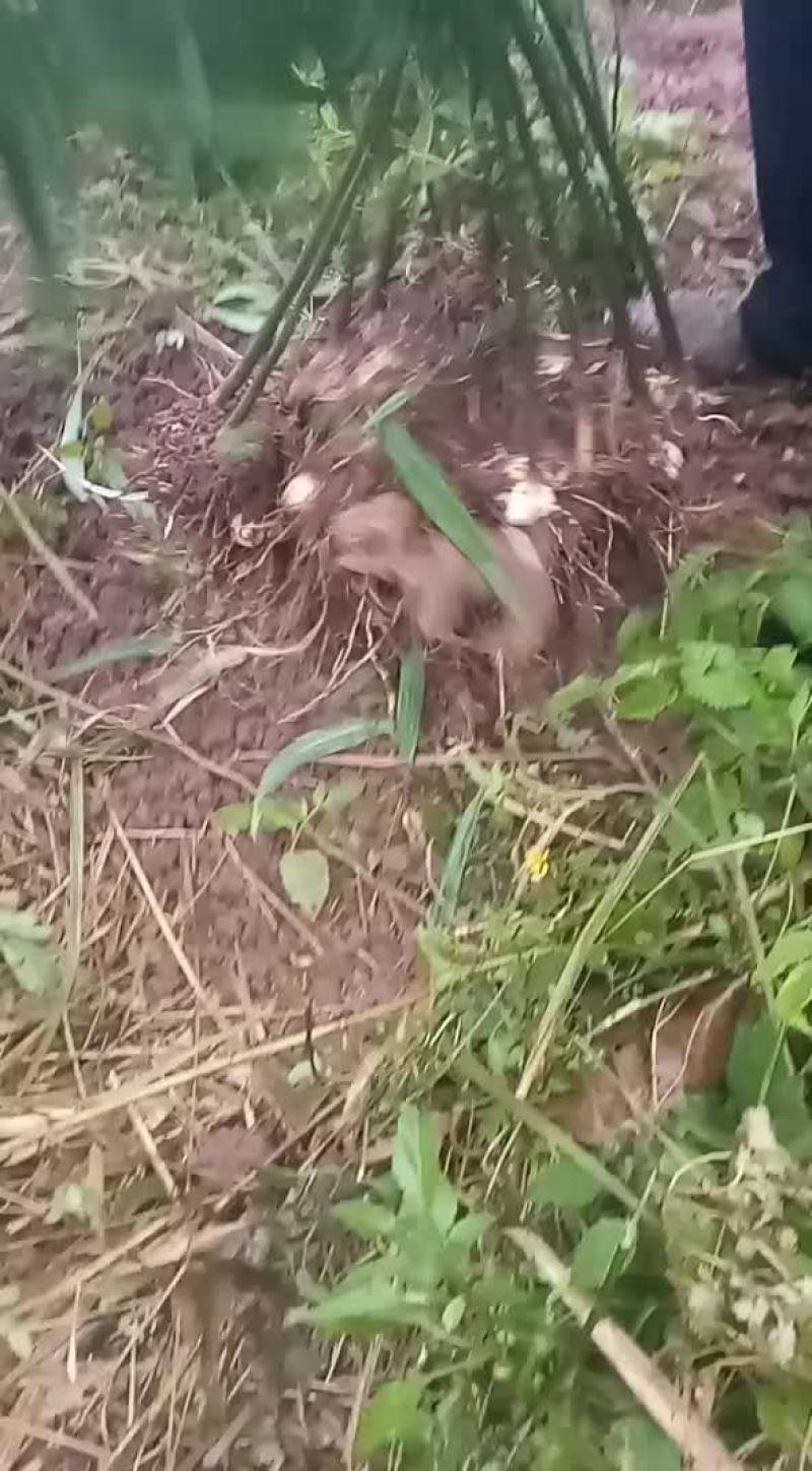 黄姜