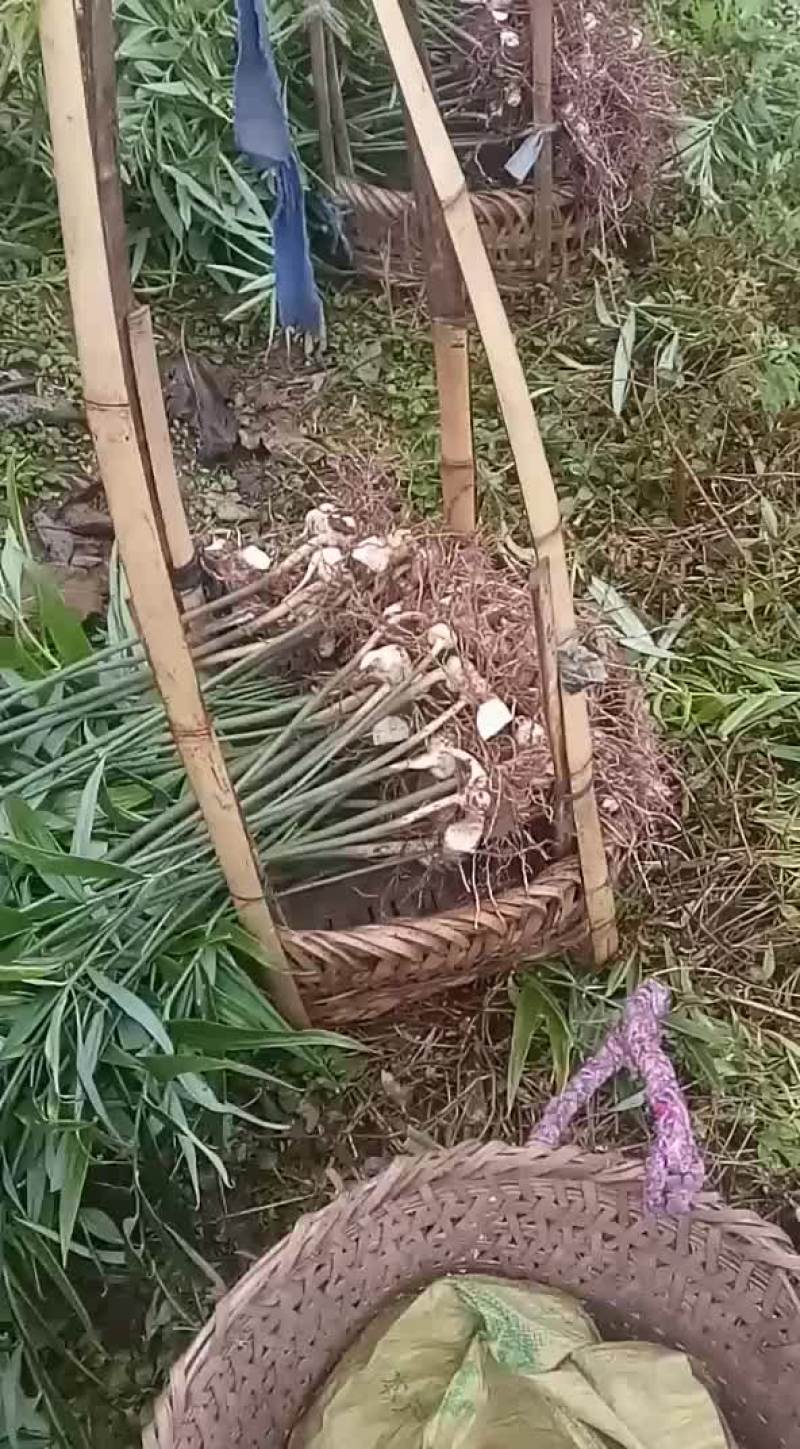 黄姜