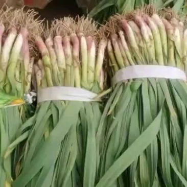 赶集蒜苗，便宜，质量好（赶集年货齐全）