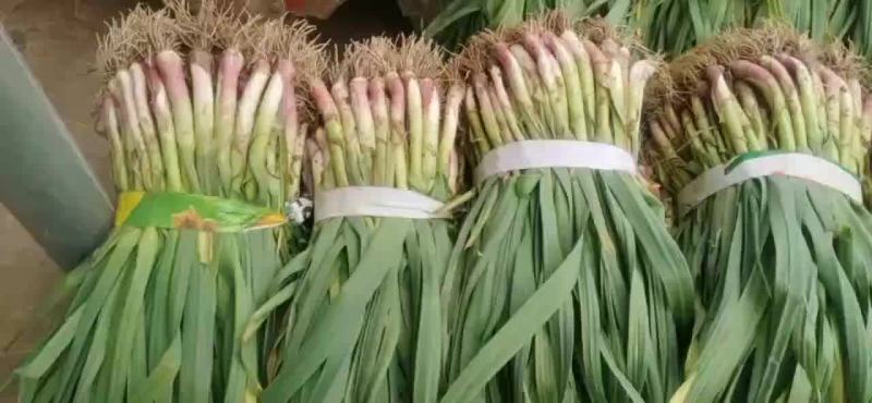 赶集蒜苗，便宜，质量好（赶集年货齐全）