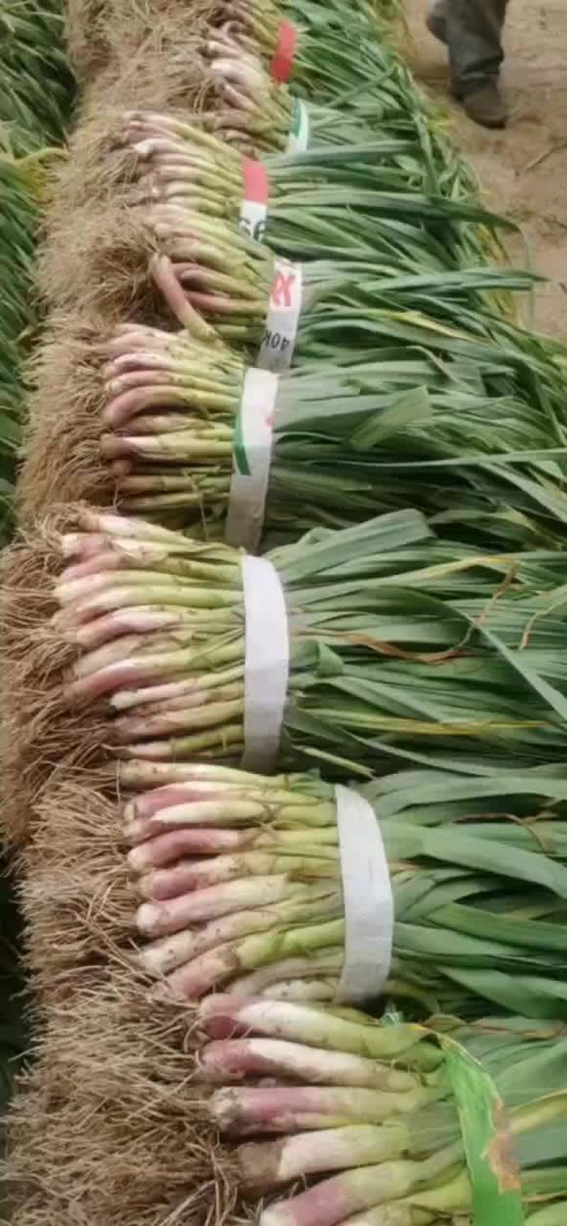 赶集蒜苗，便宜，质量好（赶集年货齐全）