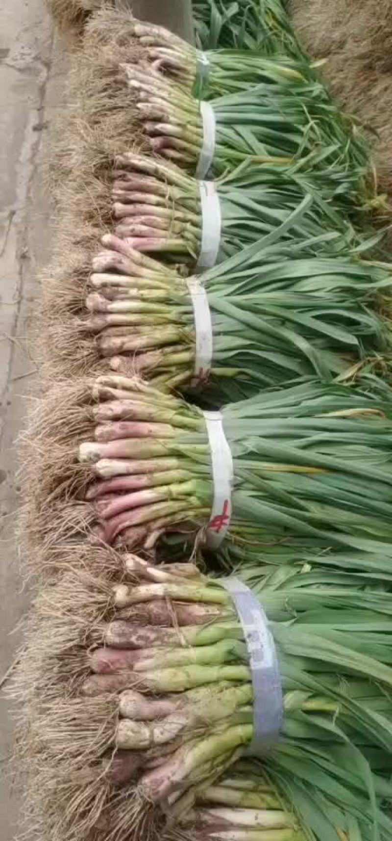 赶集蒜苗，便宜，质量好（赶集年货齐全）