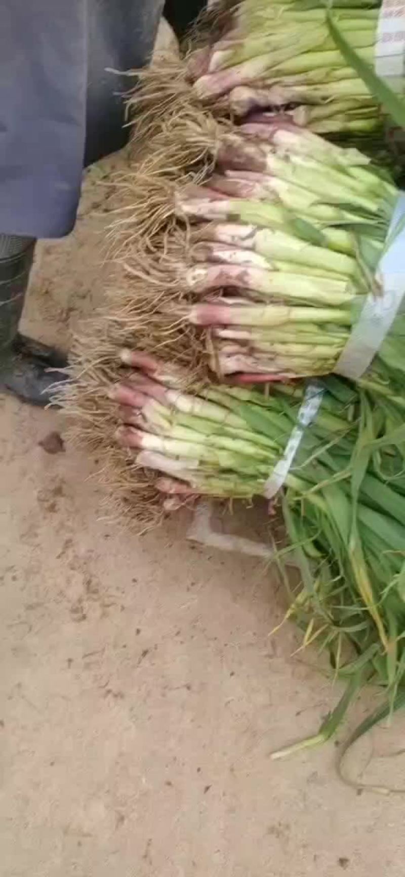 赶集蒜苗，便宜，质量好（赶集年货齐全）