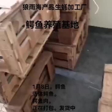 鳄鱼。鳄鱼肉。鳄鱼苗