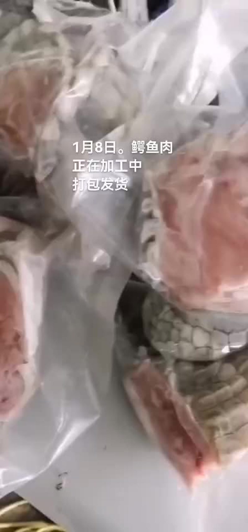 鳄鱼。鳄鱼肉。鳄鱼苗