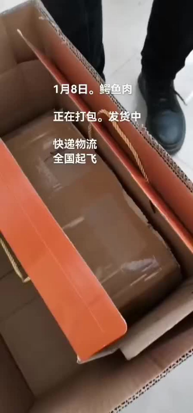 鳄鱼。鳄鱼肉。鳄鱼苗