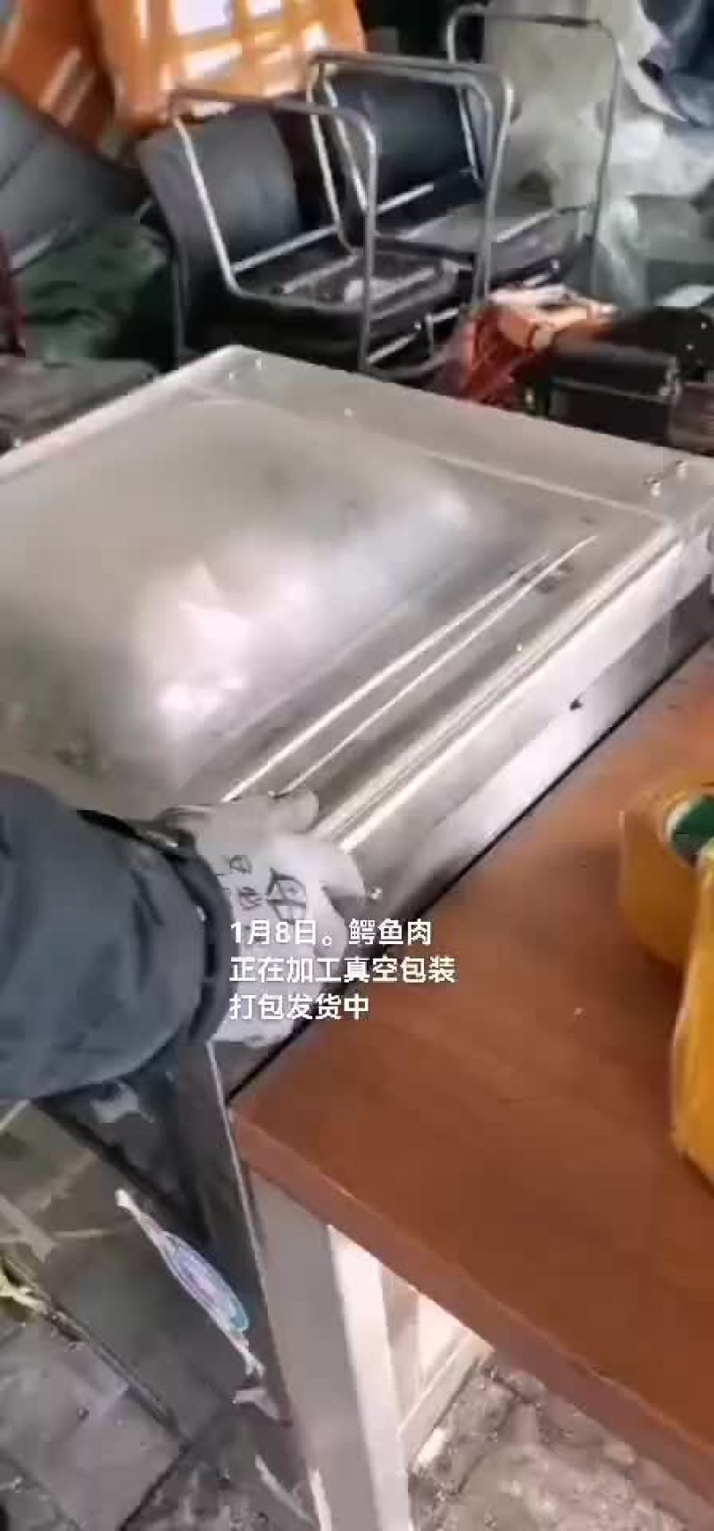 鳄鱼。鳄鱼肉。鳄鱼苗