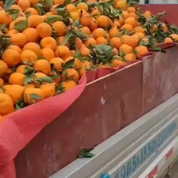 荣县留佳镇碰柑走货中，质量保证。全国供货