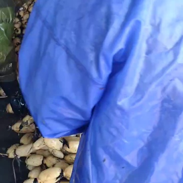 莲藕，新鲜35大白藕上车中，莲藕皮色白嫩，口感甜脆个头大