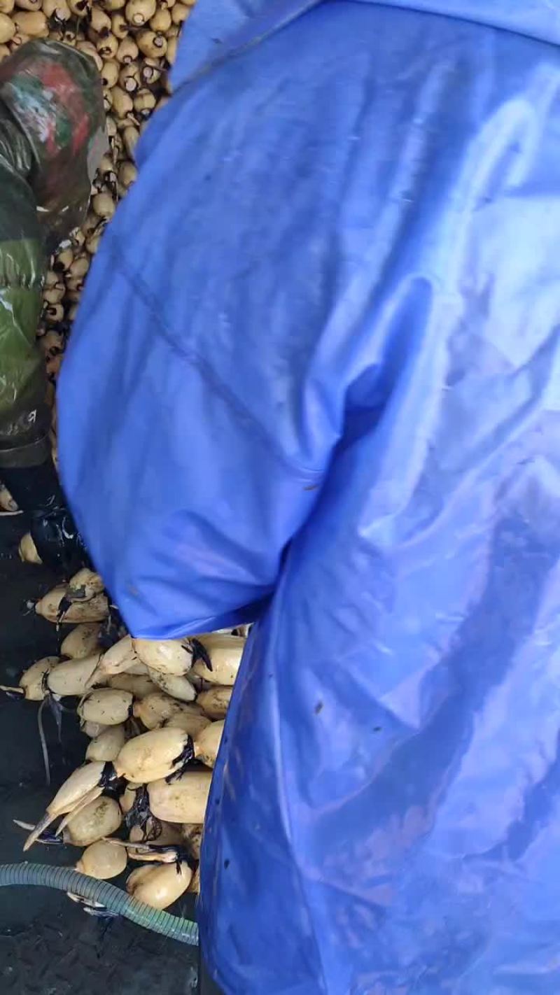 莲藕，新鲜35大白藕上车中，莲藕皮色白嫩，口感甜脆个头大