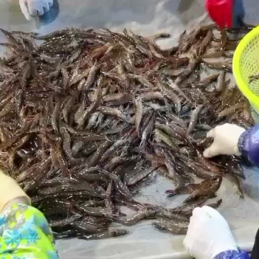 南美白对虾