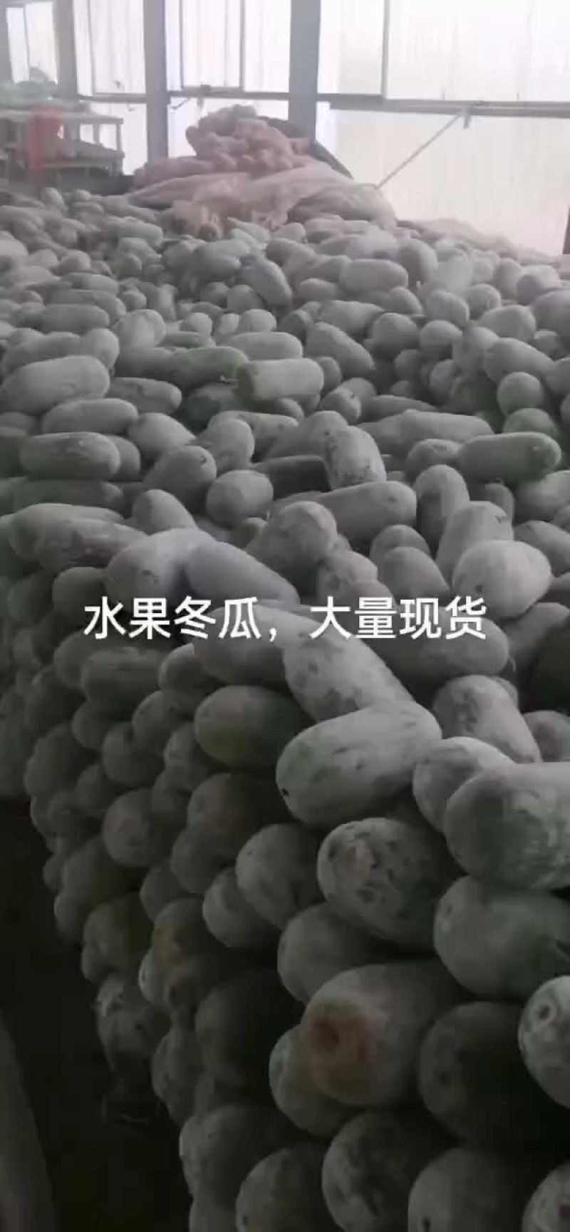 水果小冬瓜
