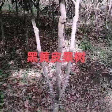 黑黄皮水晶黄皮大苗三公分起至六公分
