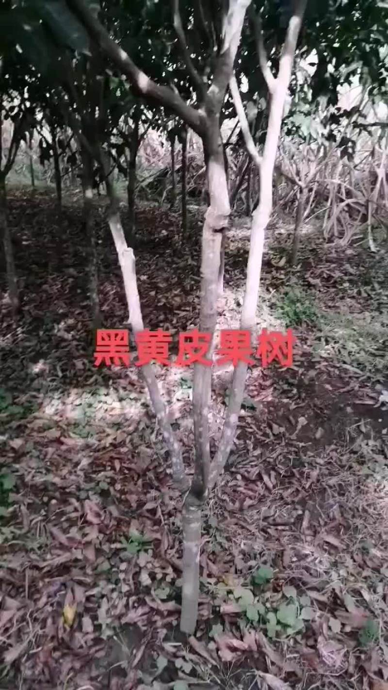黑黄皮水晶黄皮大苗三公分起至六公分