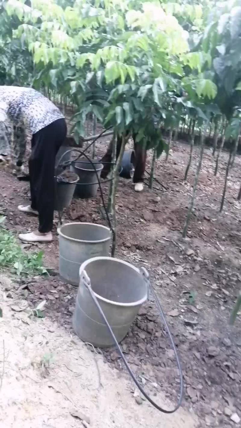 黑黄皮水晶黄皮大苗三公分起至六公分