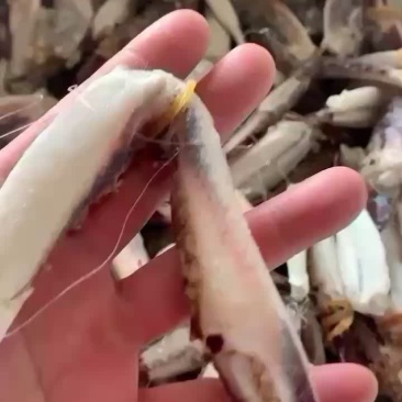 蟹钳