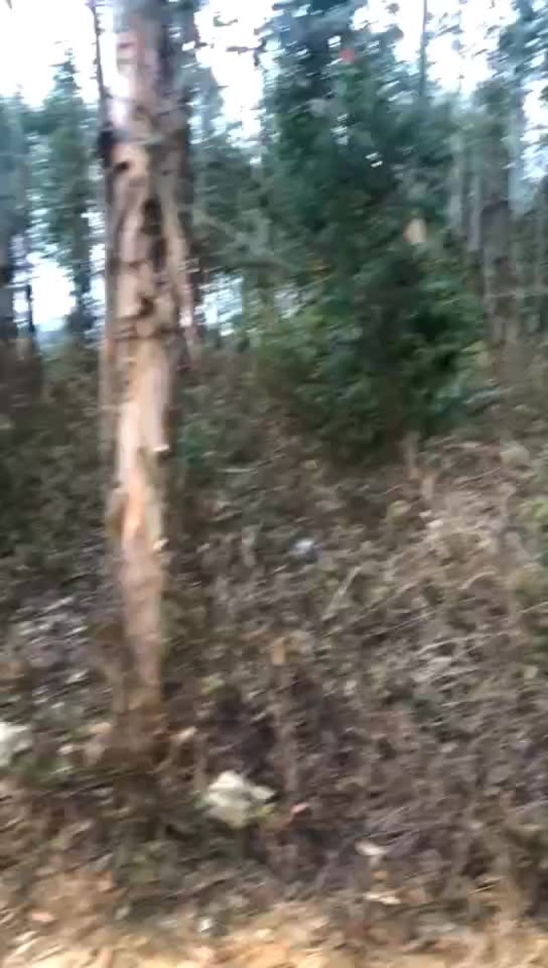 桉树