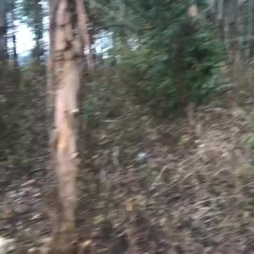 桉树