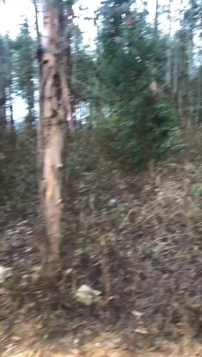 桉树
