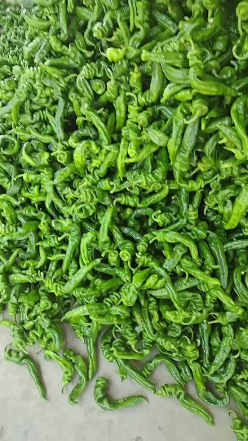 螺丝椒
