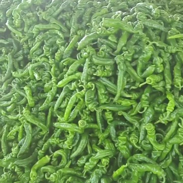螺丝椒