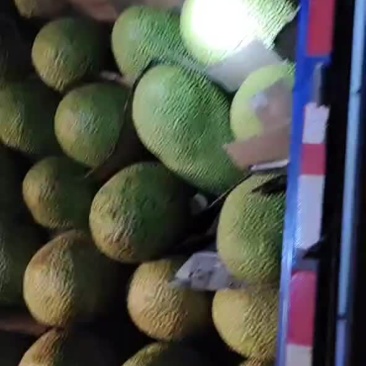 海南三亚青皮菠萝蜜整车出岛，全国发货