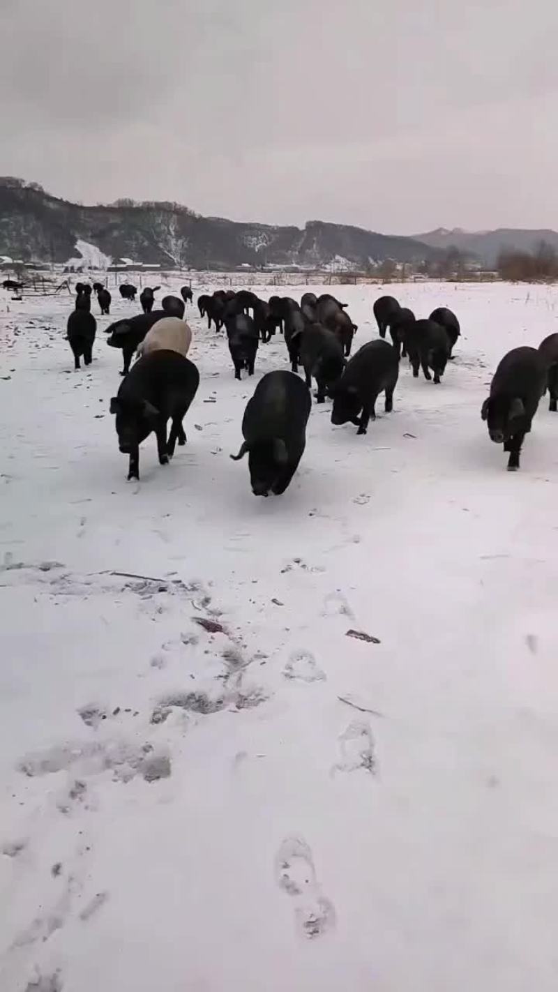 吉林黑猪面向全国销售，量大供货