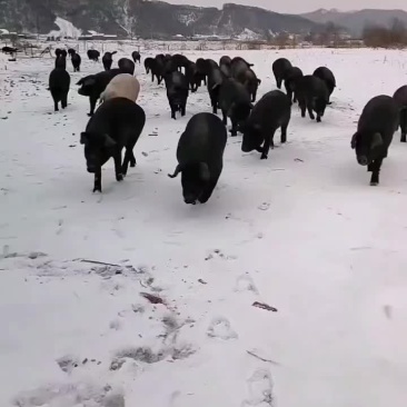 吉林黑猪面向全国销售，量大供货