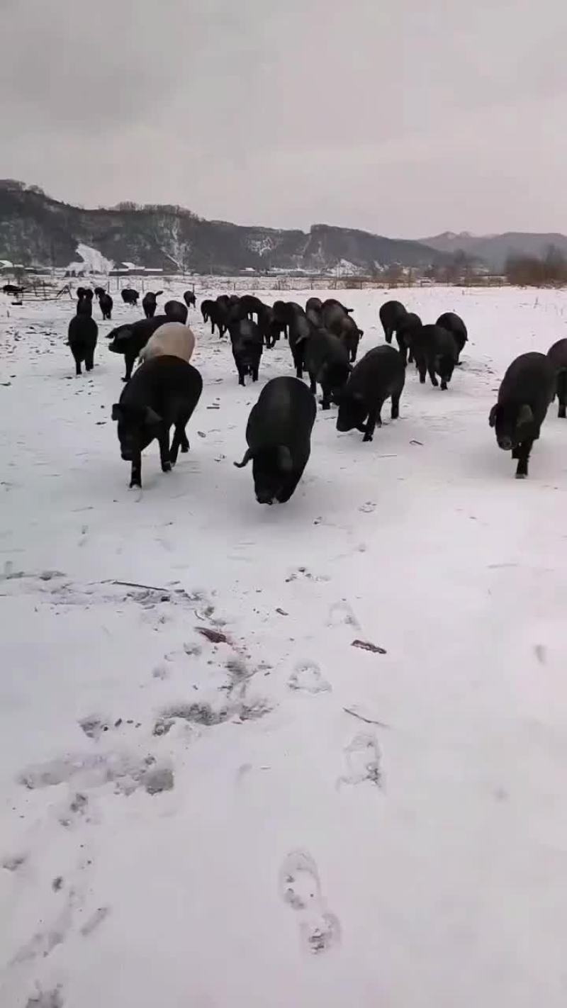 吉林黑猪面向全国销售，量大供货
