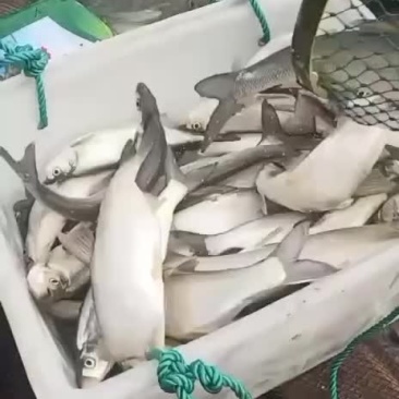钓场专用，皮毛好，包活，塘口一手货源，食用翘嘴白鱼