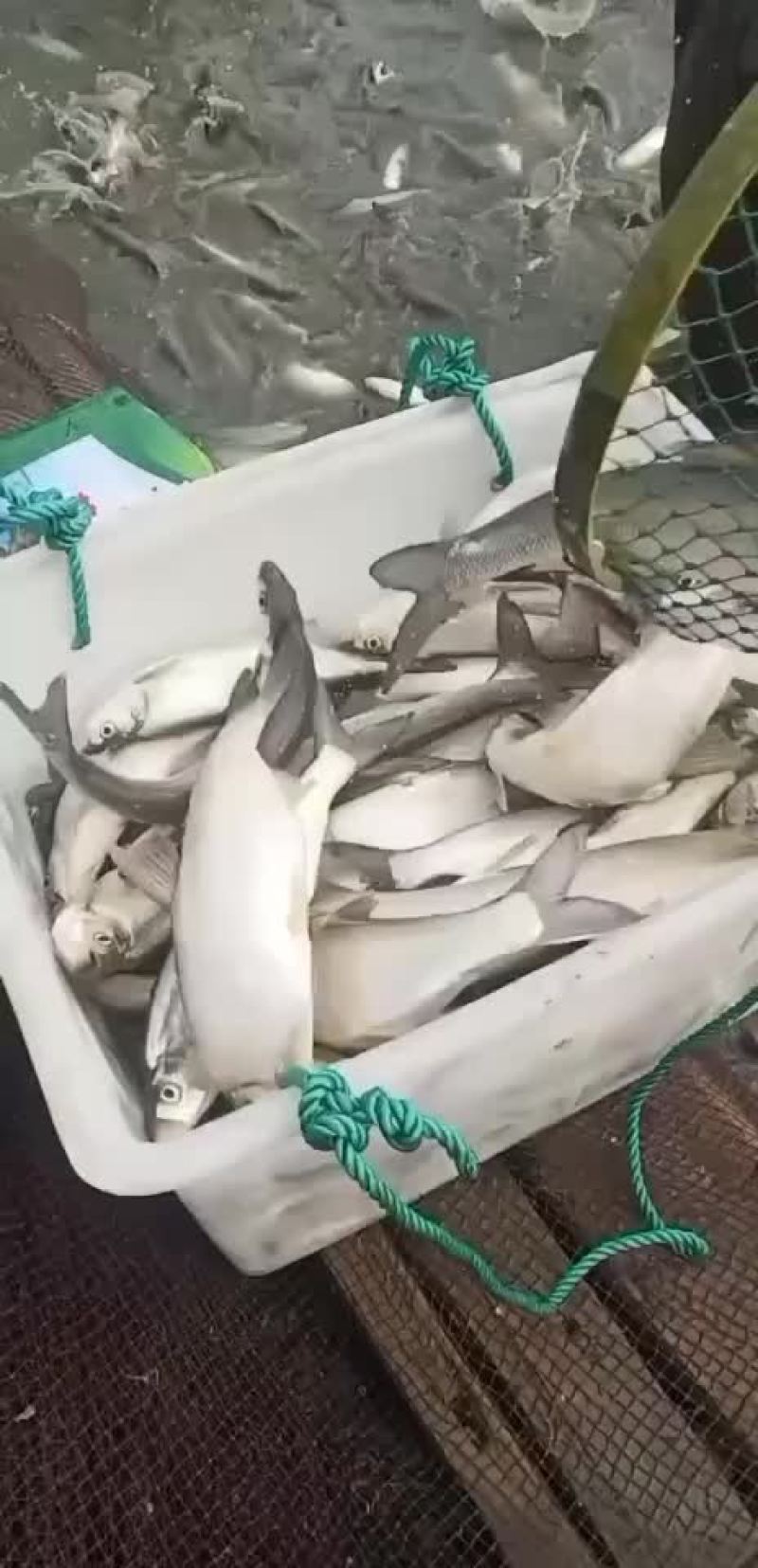 钓场专用，皮毛好，包活，塘口一手货源，食用翘嘴白鱼
