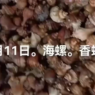 尖螺。香螺。