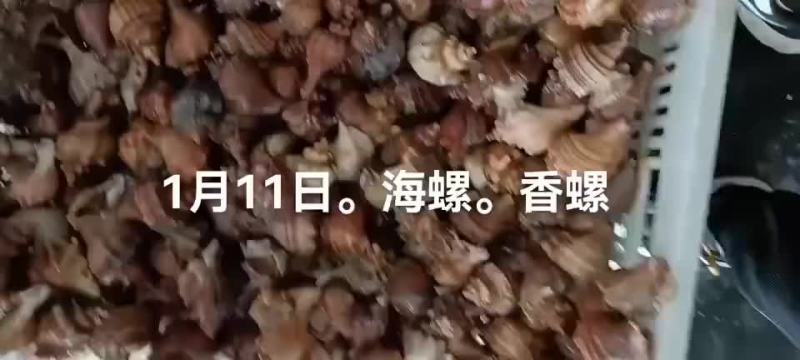 尖螺。香螺。