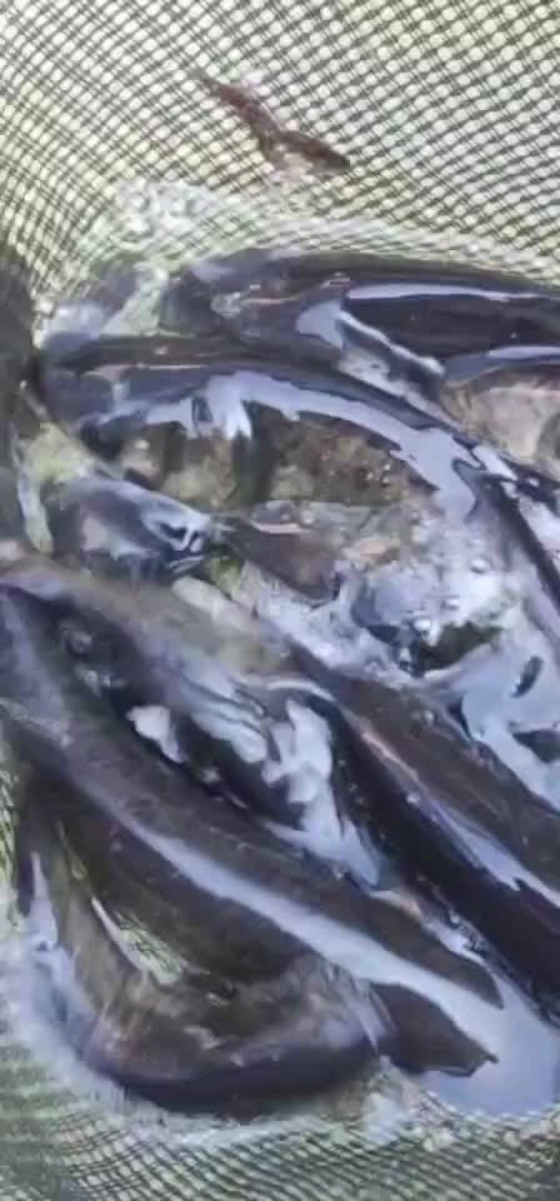 花鲢花鲢苗花鲢鱼苗批发各种鱼苗批发