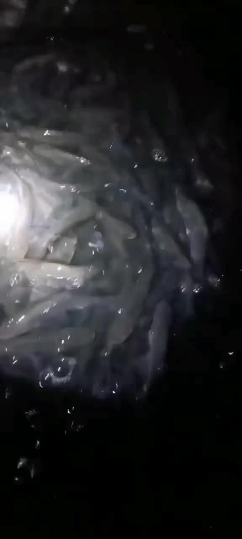 花鲢花鲢苗花鲢鱼苗批发各种鱼苗批发