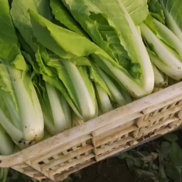 我有四亩大棚杭白菜出售
