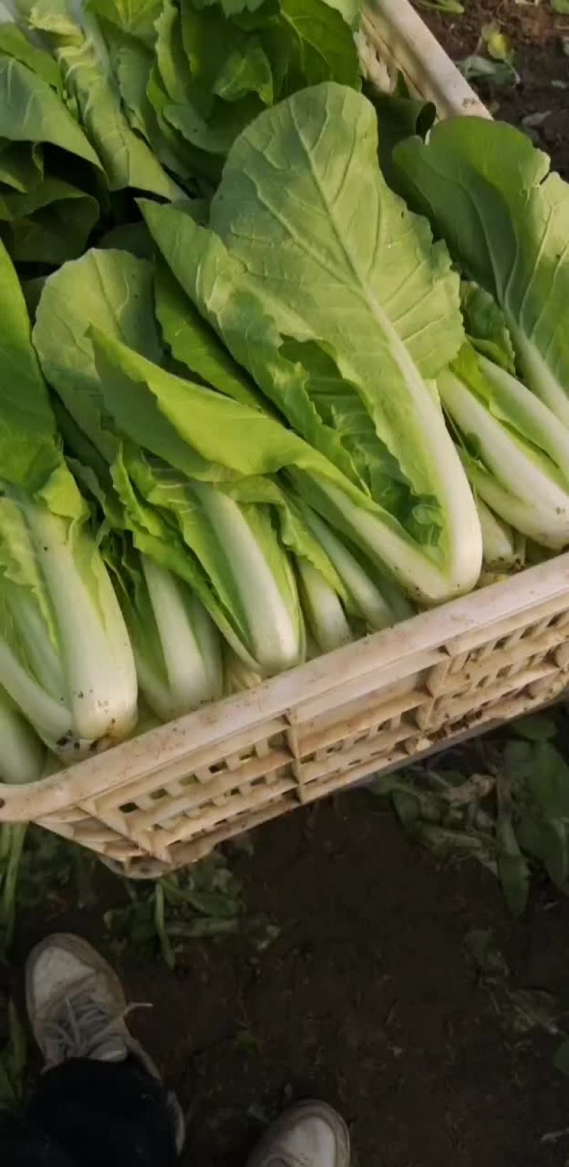 我有四亩大棚杭白菜出售