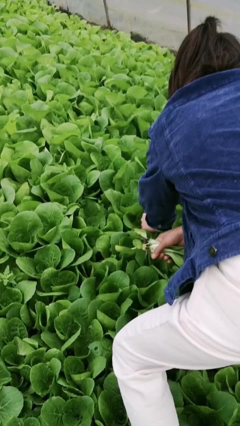 我有四亩大棚杭白菜出售