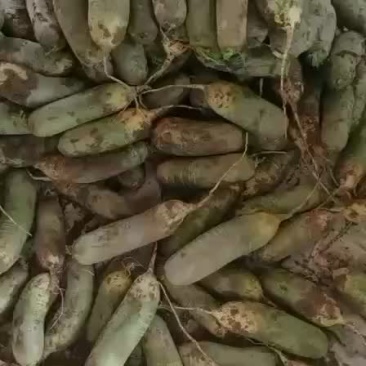 水果萝卜