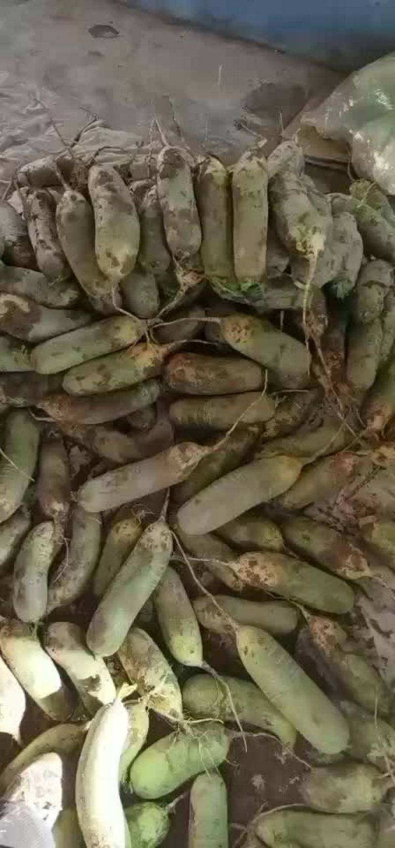 水果萝卜