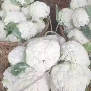 精品有机花菜