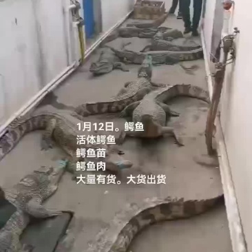 鳄鱼