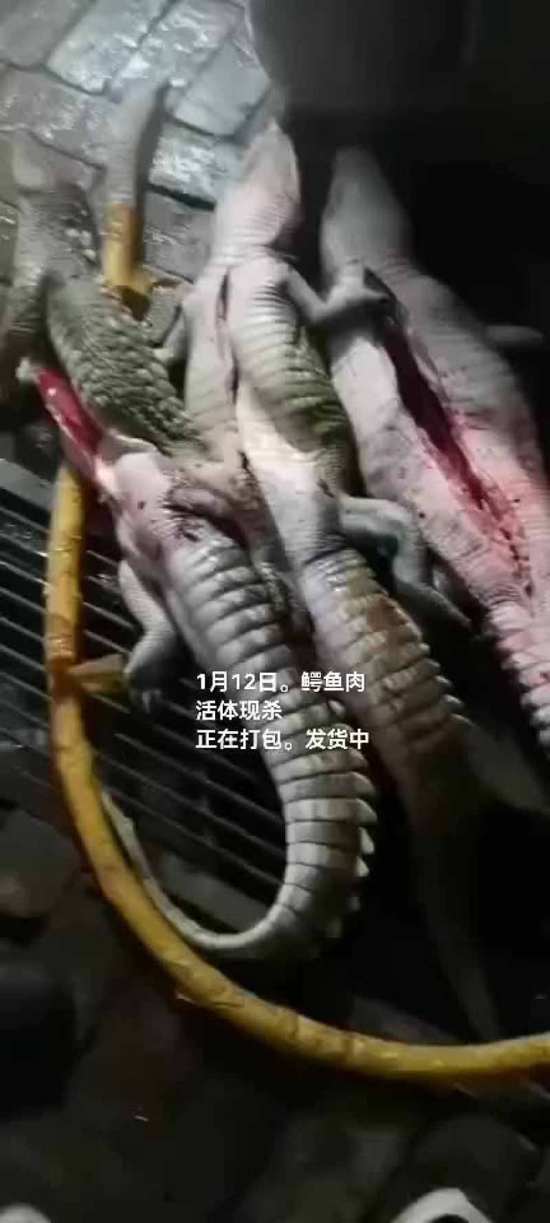 鳄鱼