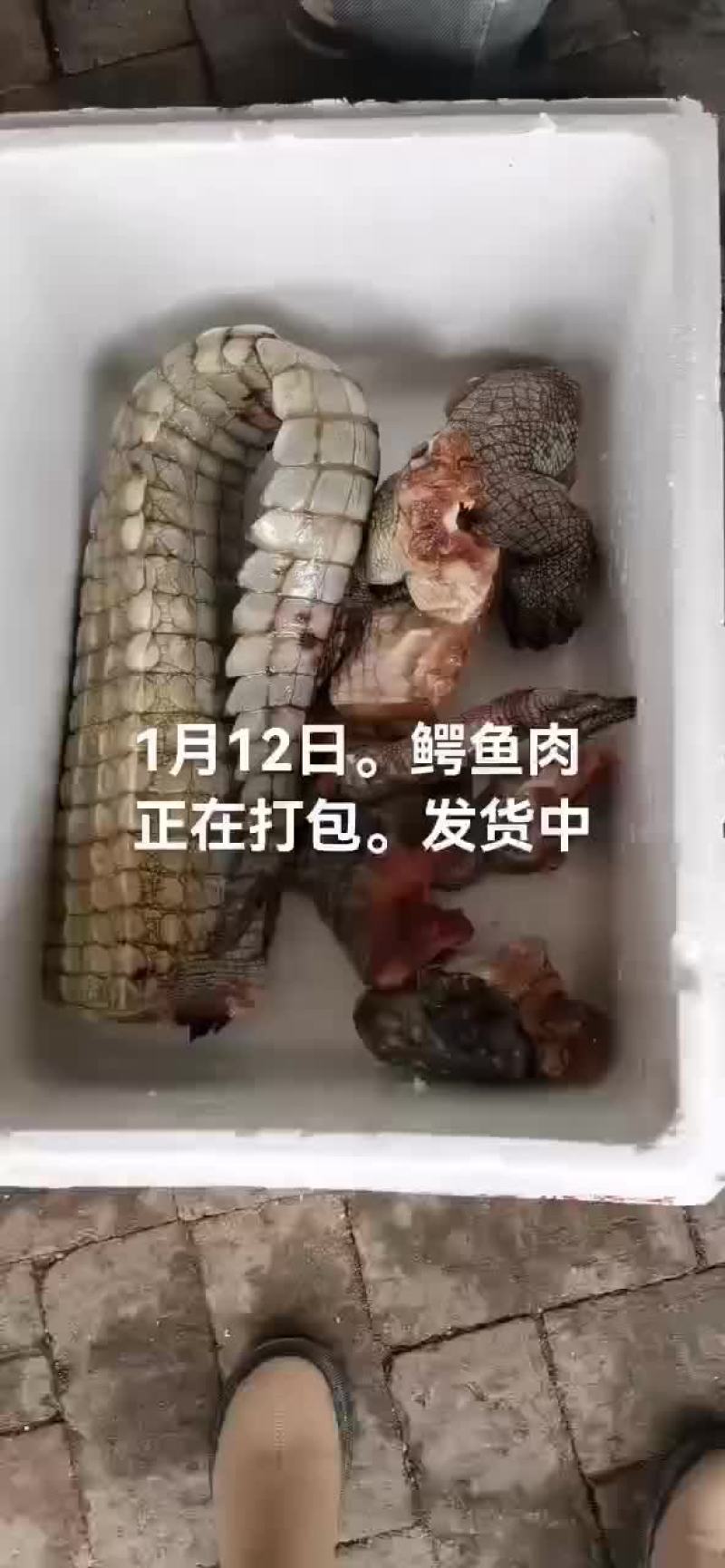 鳄鱼