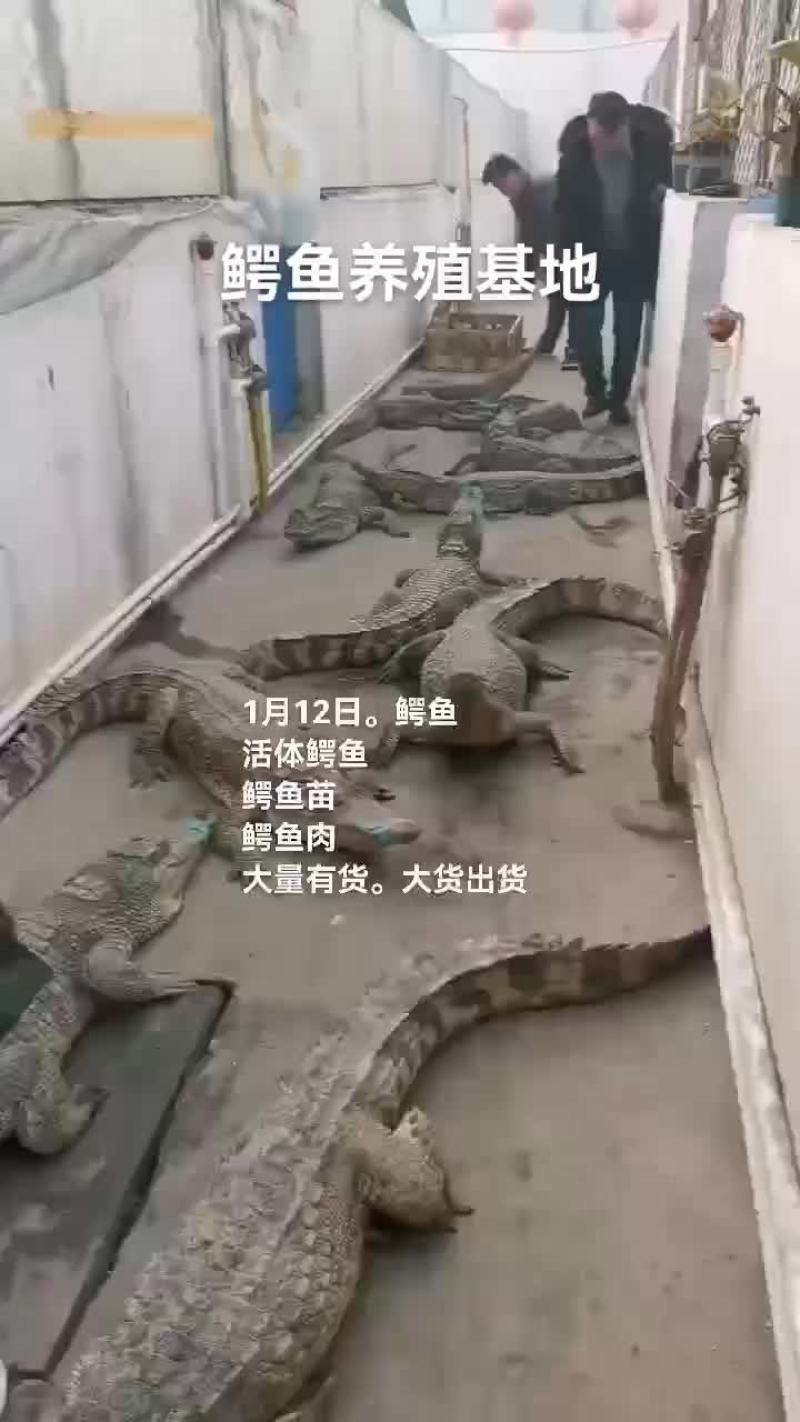 鳄鱼