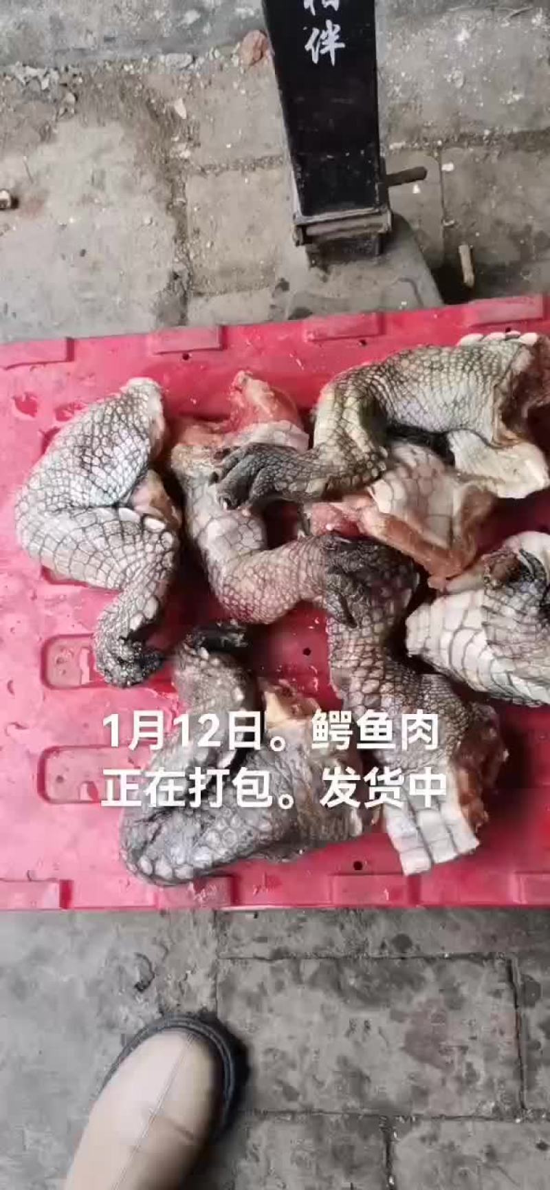 鳄鱼